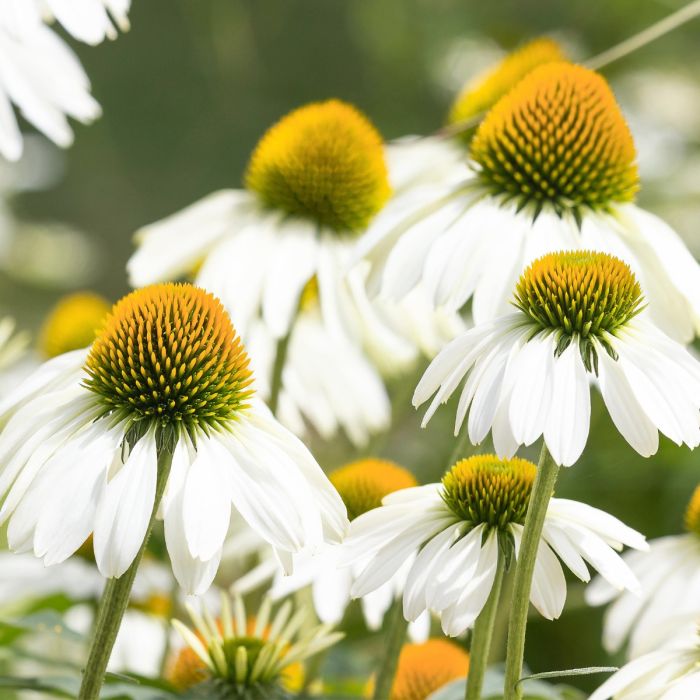 Wei\u00DFer\u0020Sonnenhut\u0020\u0028Echinacea\u0020purpurea\u0029\u0020White\u0020Swan