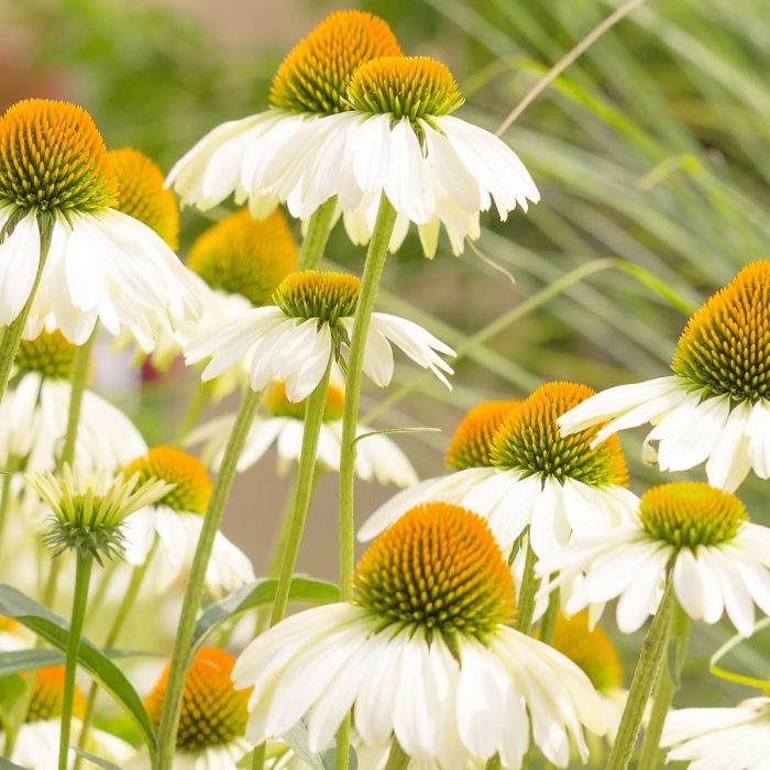 Wei\u00DFer\u0020Sonnenhut\u0020\u0028Echinacea\u0020purpurea\u0029\u0020White\u0020Swan