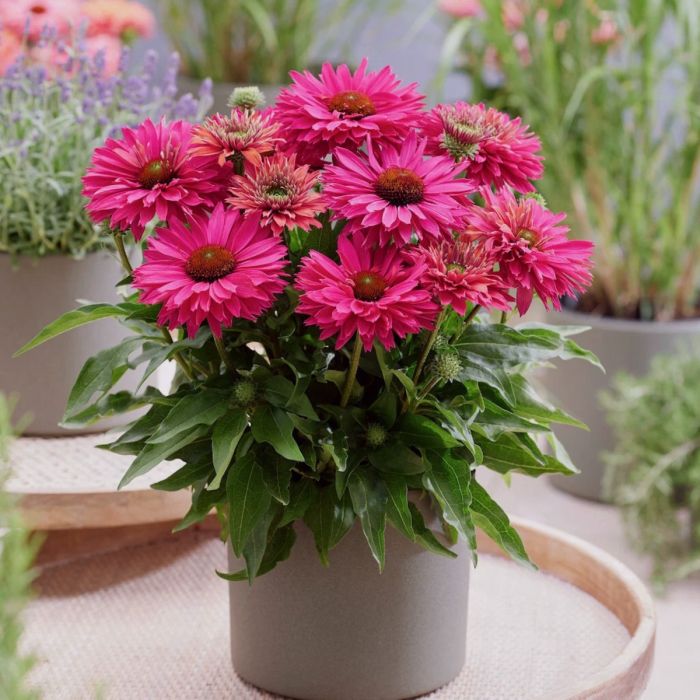 Sonnenhut\u0020\u0028Echinacea\u0029\u0020SUNSEEKER\u0020Sweet\u0020Fuchsia