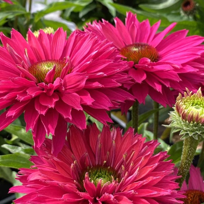 Sonnenhut\u0020\u0028Echinacea\u0029\u0020SUNSEEKER\u0020Sweet\u0020Fuchsia