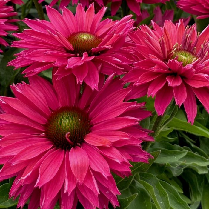 Sonnenhut\u0020\u0028Echinacea\u0029\u0020SUNSEEKER\u0020Sweet\u0020Fuchsia