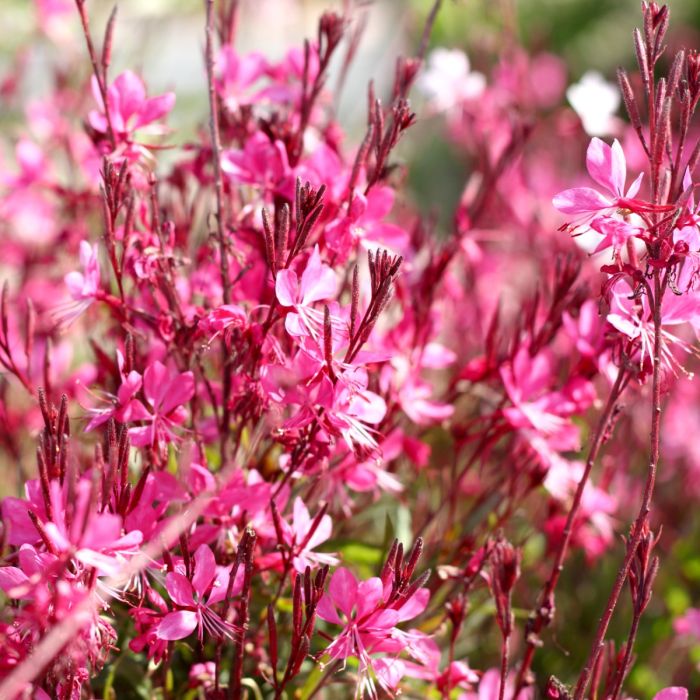 Prachtkerze\u0020\u0028Gaura\u0020lindheimerii\u0029\u0020Siskiyou\u0020Pink