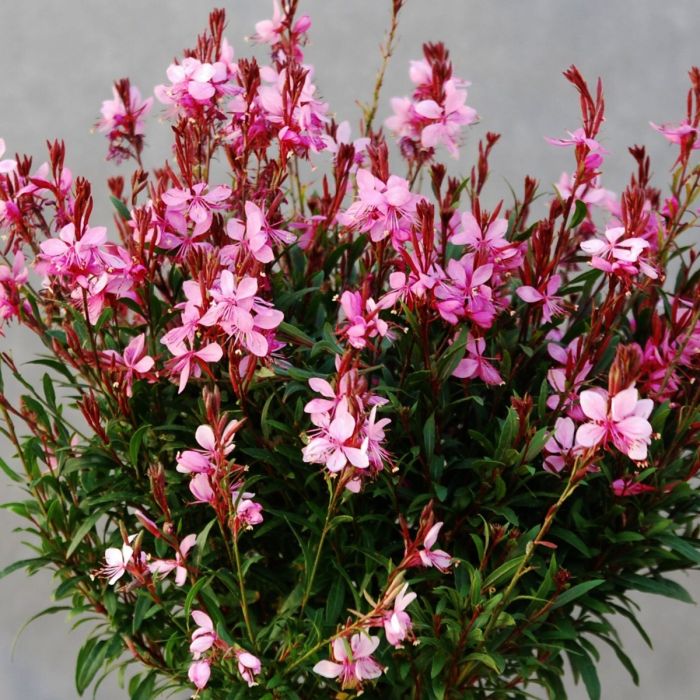 Prachtkerze\u0020\u0028Gaura\u0020lindheimerii\u0029\u0020Siskiyou\u0020Pink