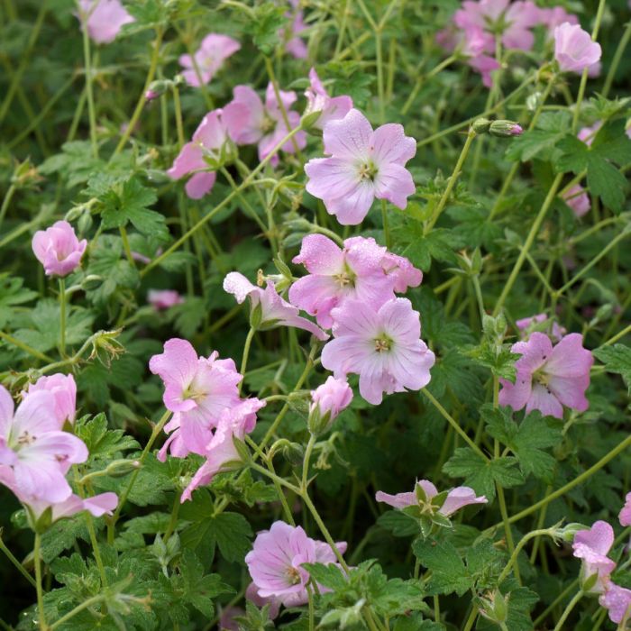 Storchschnabel\u0020\u0028Geranium\u0020x\u0020cultorum\u0029\u0020Dreamland