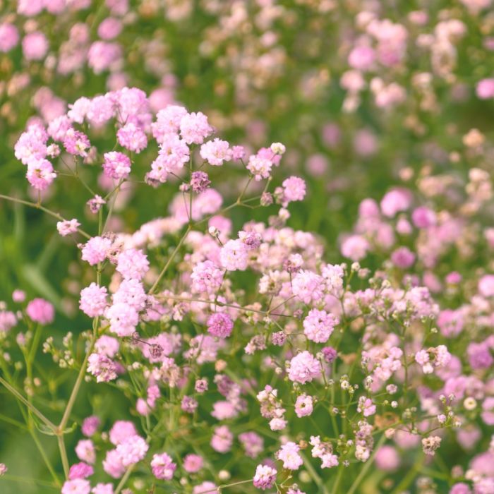 Niedriges\u0020Schleierkraut\u0020\u0028Gypsophila\u0020paniculata\u0020\u0029\u0020FESTIVAL\u0020Pink\u0020Lady