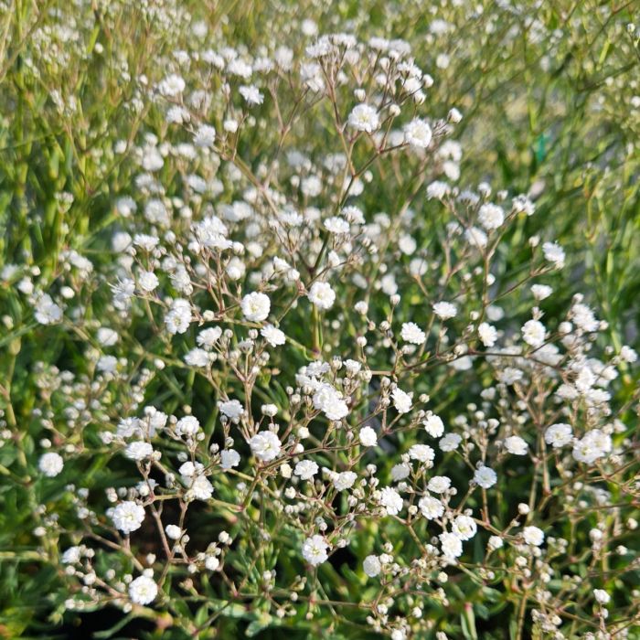 Niedriges\u0020Schleierkraut\u0020\u0028Gypsophila\u0020paniculata\u0029\u0020FESTIVAL\u0020White\u0020Flare