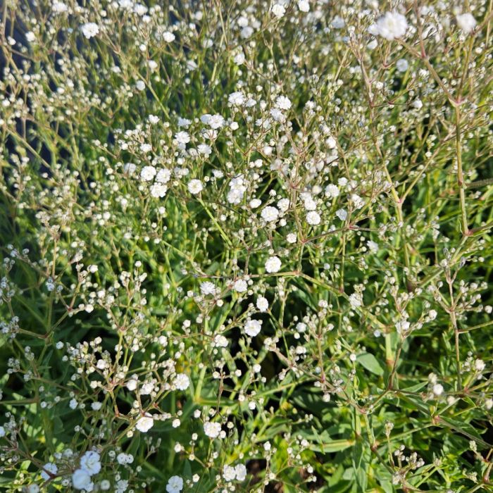 Niedriges\u0020Schleierkraut\u0020\u0028Gypsophila\u0020paniculata\u0029\u0020FESTIVAL\u0020White\u0020Flare