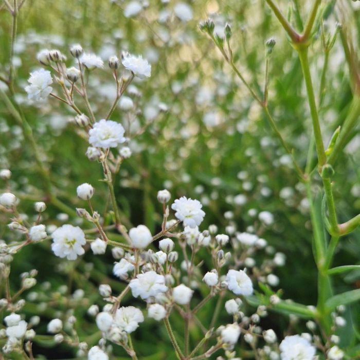 Niedriges\u0020Schleierkraut\u0020\u0028Gypsophila\u0020paniculata\u0029\u0020FESTIVAL\u0020White\u0020Flare