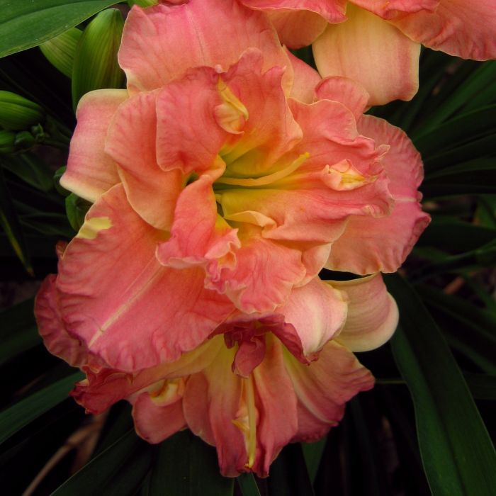 Taglilie\u0020\u0028Hemerocallis\u0029\u0020Lacy\u0020Doily