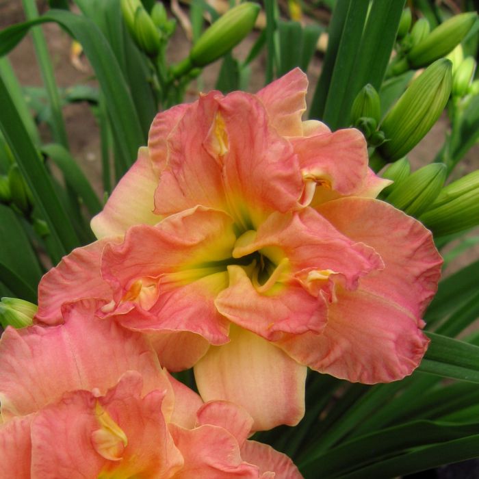 Taglilie\u0020\u0028Hemerocallis\u0029\u0020Lacy\u0020Doily