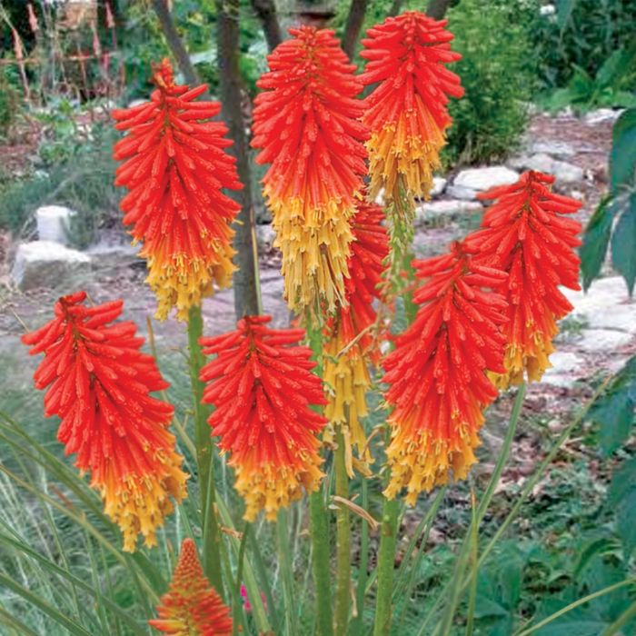 3\u0020Pflanzen\u0020Fackellilien\u0020\u0028Kniphofia\u0029\u0020Mix