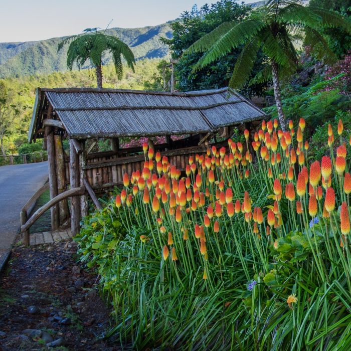 Fackellilie\u0020\u0028Kniphofia\u0029\u0020PYROMANIA\u0020Backdraft