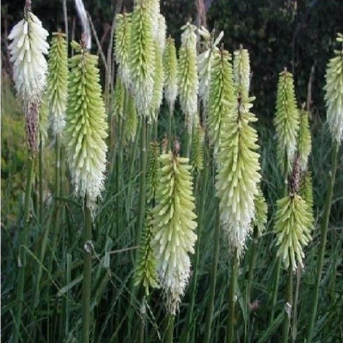 3\u0020Pflanzen\u0020Fackellilien\u0020\u0028Kniphofia\u0029\u0020Mix