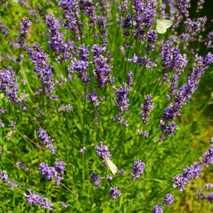 Lavendel\u0020\u0028Lavandula\u0020angustifolia\u0029\u0020Grosso\u0020Ornamental