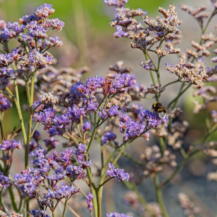 Breitbl\u00E4ttriger\u0020Meerlavendel\u0020\u0028Limonium\u0020latifolium\u0029\u0020