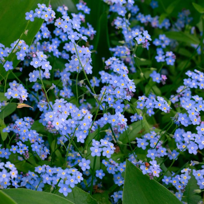 Wald\u002DVergissmeinicht\u0020\u0028Myosotis\u0020sylvatica\u0029\u0020Victoria\u0020Indigoblau