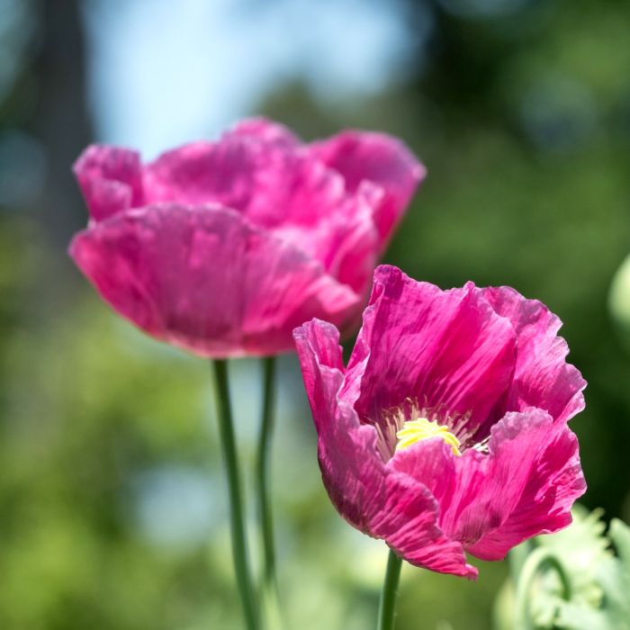 T\u00FCrkischer\u0020Mohn\u0020\u0028Papaver\u0020orientale\u0029\u0020Pink\u0020Perfection