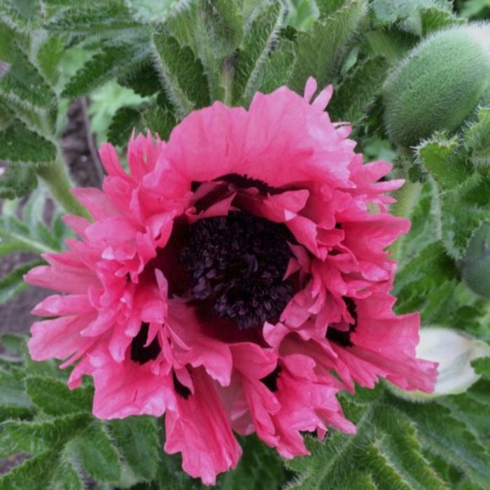 T\u00FCrkischer\u0020Mohn\u0020\u0028Papaver\u0020orientale\u0029\u0020Pink\u0020Perfection