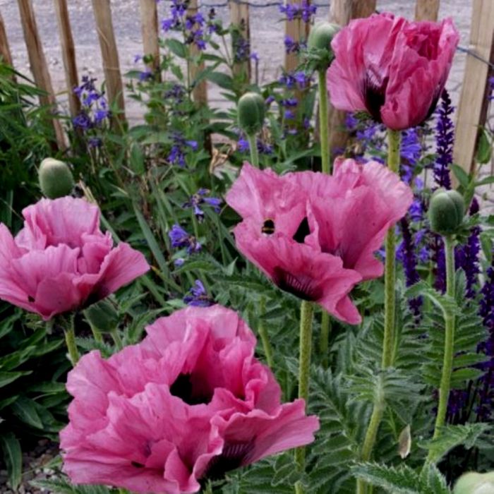 T\u00FCrkischer\u0020Mohn\u0020\u0028Papaver\u0020orientale\u0029\u0020Pink\u0020Perfection