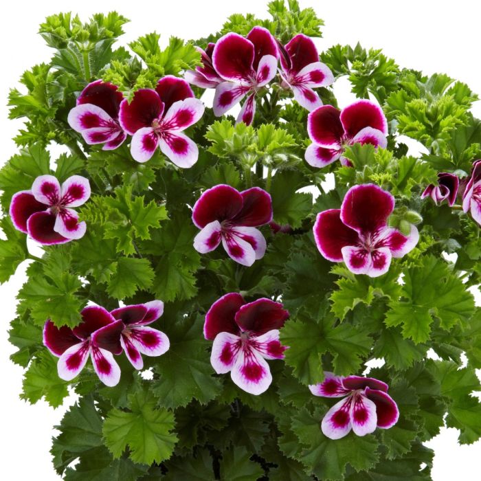 Duftgeranie\u0020\u0028Pelargonium\u0020species\u0029\u0020GRANDEUR\u0020Odorata\u0020Perfume