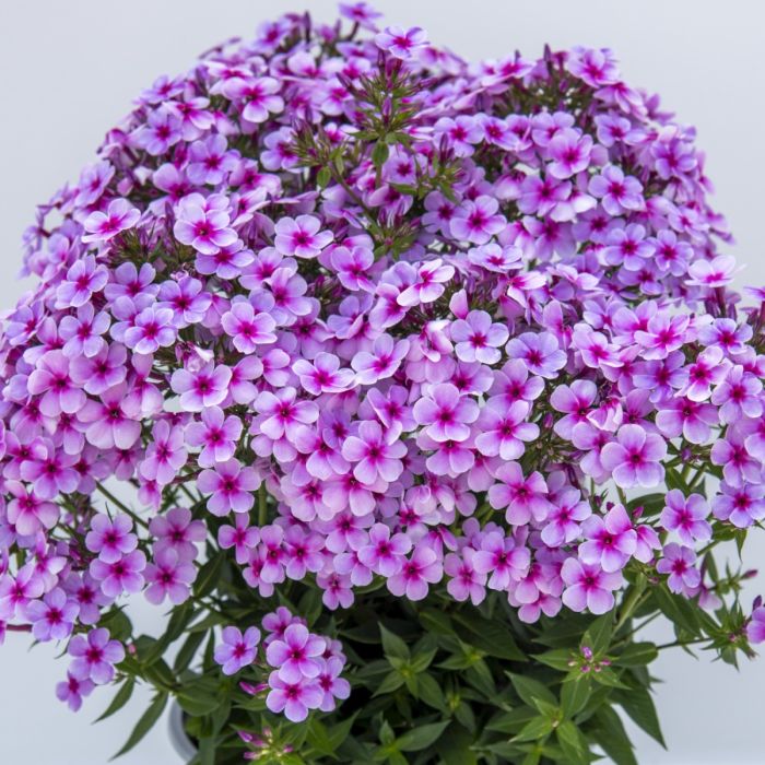 Flammenblume\u0020\u0028Phlox\u0029\u0020EARLY\u0020Lavender\u0020Pop