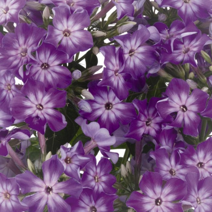 Flammenblume\u0020\u0028Phlox\u0020paniculata\u0029\u0020EARLY\u0020Purple\u0020Eye