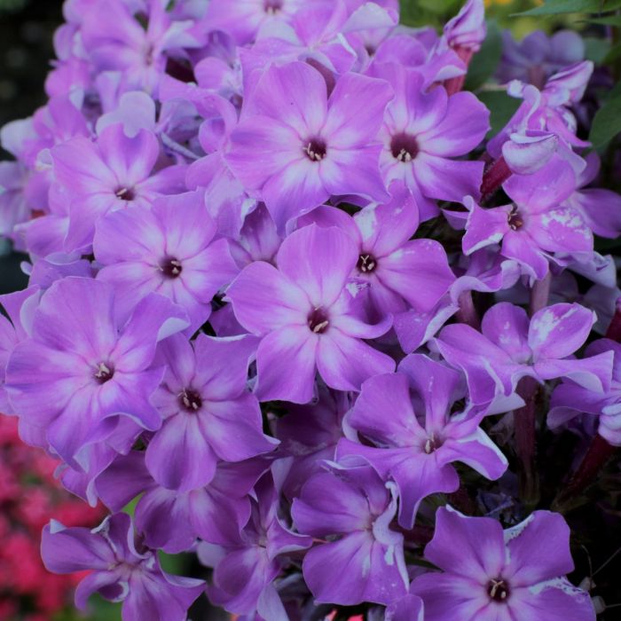 Flammenblume\u0020\u0028Phlox\u0020paniculata\u0029\u0020EARLY\u0020Purple\u0020Eye