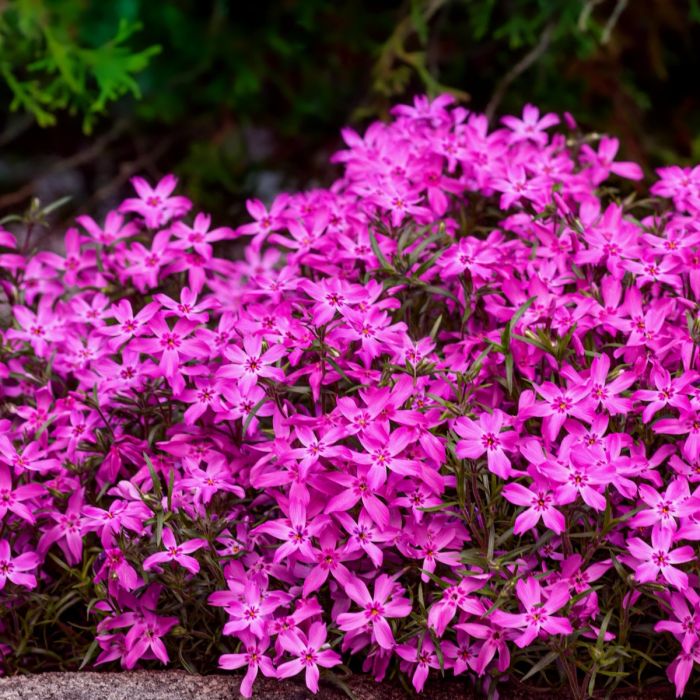 Polsterphlox\u0020\u0028Phlox\u0020subulata\u0029\u0020Atropurpurea