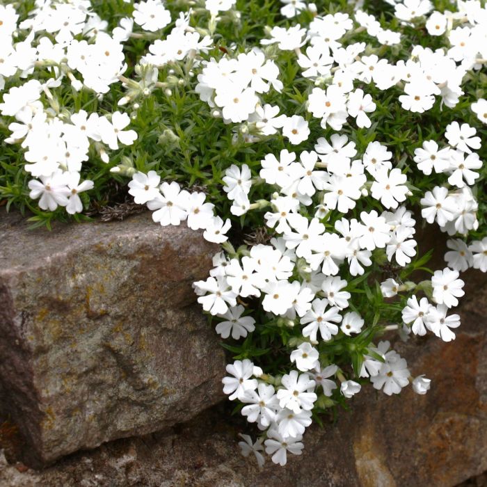 Polsterphlox\u0020\u0028Phlox\u0020subulata\u0029\u0020White\u0020Delight