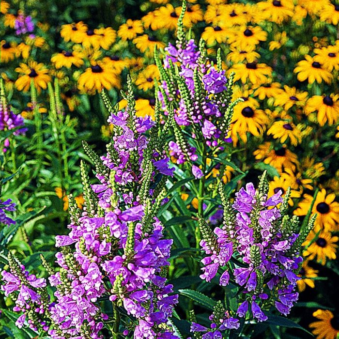 Gelenkblume\u0020\u0028Physostegia\u0020virginiana\u0029\u0020Crystal\u0020Peak