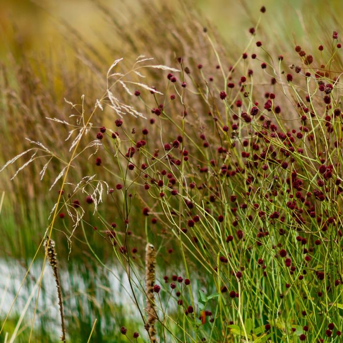 Gro\u00DFer\u0020Wiesenknopf\u0020\u0028Sanguisorba\u0020officinalis\u00A0\u0029\u0020