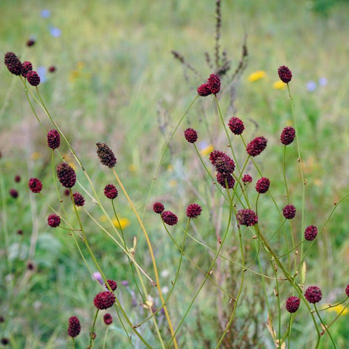 Gro\u00DFer\u0020Wiesenknopf\u0020\u0028Sanguisorba\u0020officinalis\u00A0\u0029\u0020