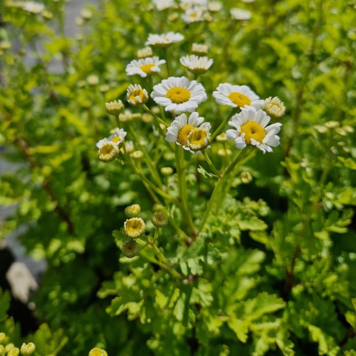 Mutterkraut\u0020\u0028Tanacetum\u0020\u002F\u0020Chrysanthemum\u0020parthenium\u0029\u0020