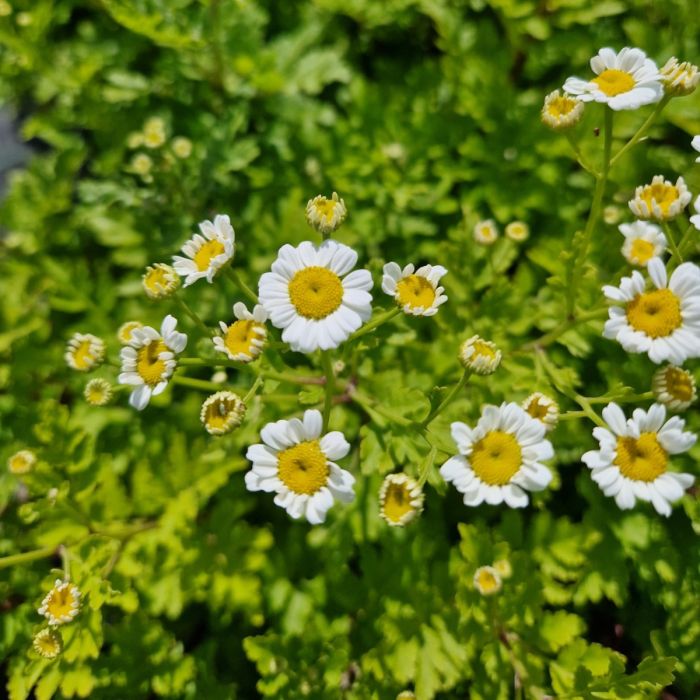 Mutterkraut\u0020\u0028Tanacetum\u0020\u002F\u0020Chrysanthemum\u0020parthenium\u0029\u0020