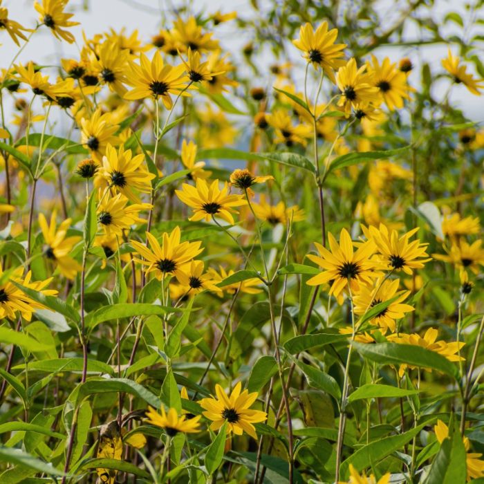 Mittelhohe\u0020Topinambur\u0020\u0028Helianthus\u0020tuberosus\u0029\u0020Papas