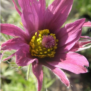 Küchenschelle (Pulsatilla vulgaris) Papageno