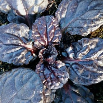 Rotblättriger Günsel (Ajuga reptans ) Black Scallop