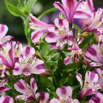 Niedrige Inkalilie
 (Alstroemeria) Duchesse d’Anjou Valentine