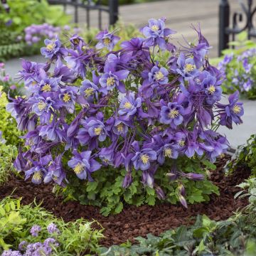 Akelei (Aquilegia caerulea) EARLYBIRD Purple Blue