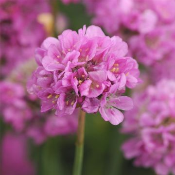 Strand-Grasnelke (Armeria pseudarmeria) BALLERINA Purple Rose