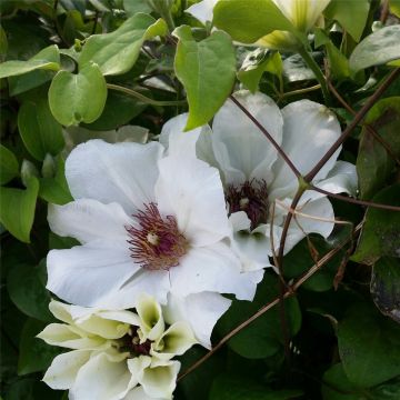 Waldrebe (Clematis) Ninon Boulevard Evipo052