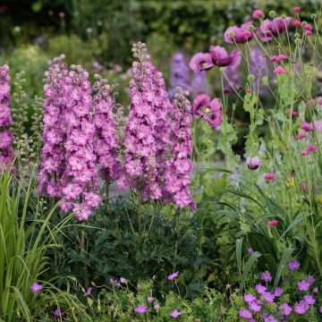 Rittersporn (Delphinium elatum) DELGENIUS Chantay