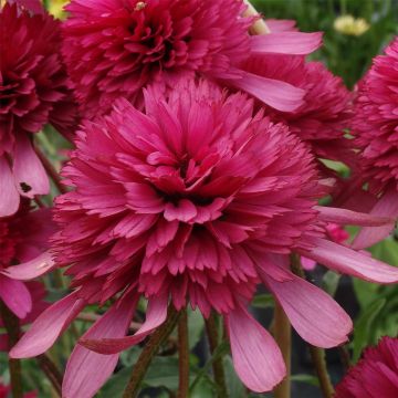 Sonnenhut (Echinacea) Southern Belle