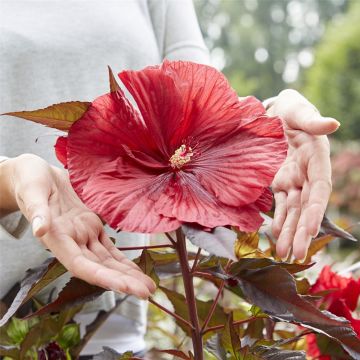 Eibisch - Hibiskus hibiscus - Gartenhibiskus - Riesenhibiskus - Hibiskus  Tee | Lichtnelke Pflanzenversand