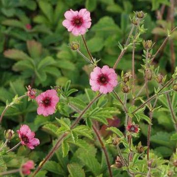 Nepal-Fingerkraut (Potentilla nepalensis ) Miss Willmott