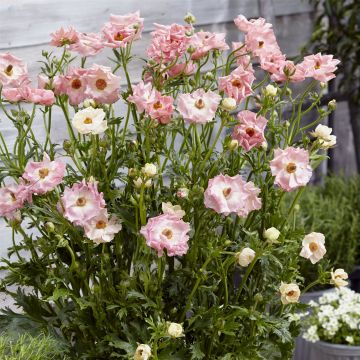 Ranunkel (Ranunculus) ROCOCO Pink