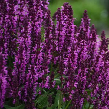 Salbei (Perennial Salvia) BumbleBerry