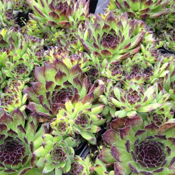 Dachwurz (Sempervivum) Reinhard