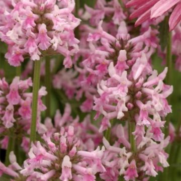 Echter Ziest (Stachys officinalis) Pink Cotton Candy®