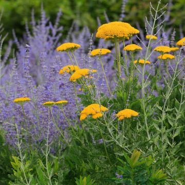 Großblumige Schafgarbe (Achillea filipendulina) Cloth of Gold